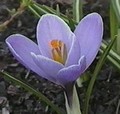 Crocus - conqueror (autumn flowering)